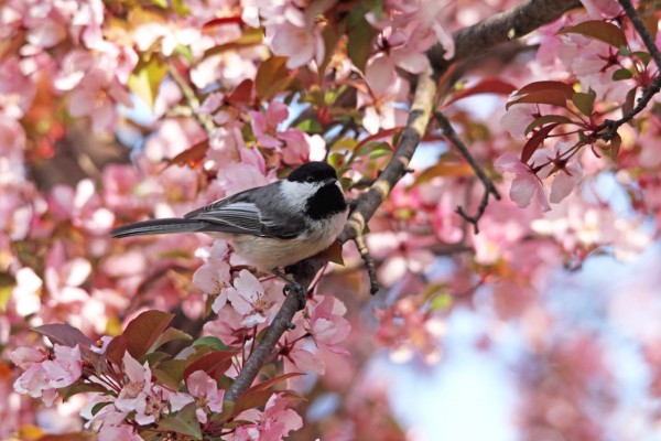 Chickadee In The Pink Blossoms by Deb Oppermann